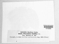 Puccinia calthae image